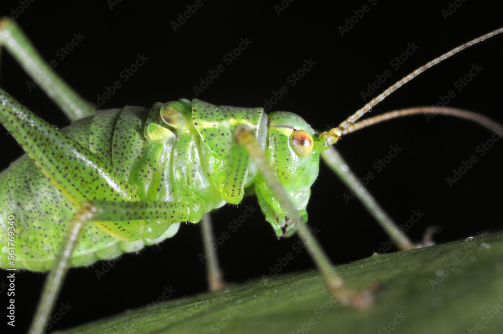 Speckled bush Cricket (Leptophyes puctatissima) on leaf Speckled bush Cricket (Leptophyes puctatissima) on leaf
