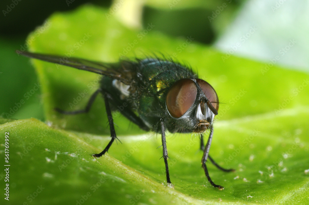 Common greenbottle fly on leaf (Lucilia caesar) Common greenbottle fly on leaf (Lucilia caesar)