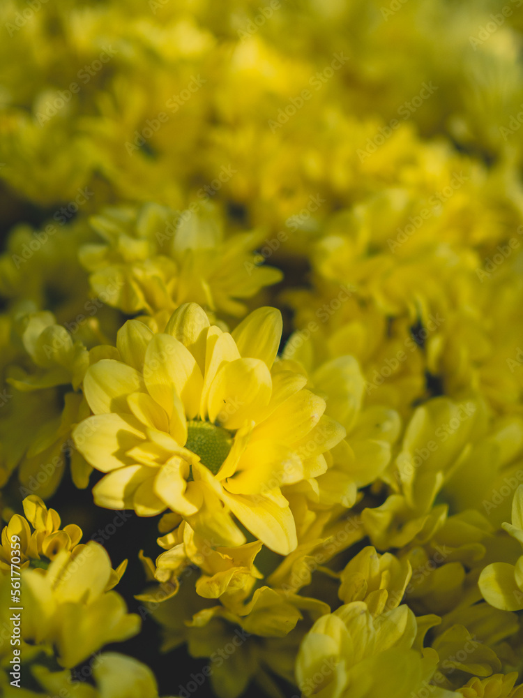 Flower Chrysanthemum in blur background Bunga Krisan Flower Chrysanthemum in blur background Bunga Krisan