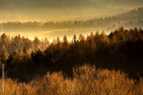 Golden misty forest in famous polish mountains