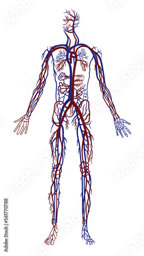 Schilderij op canvas 3d rendered illustration of a blood vessel system anatomy in a human body transp