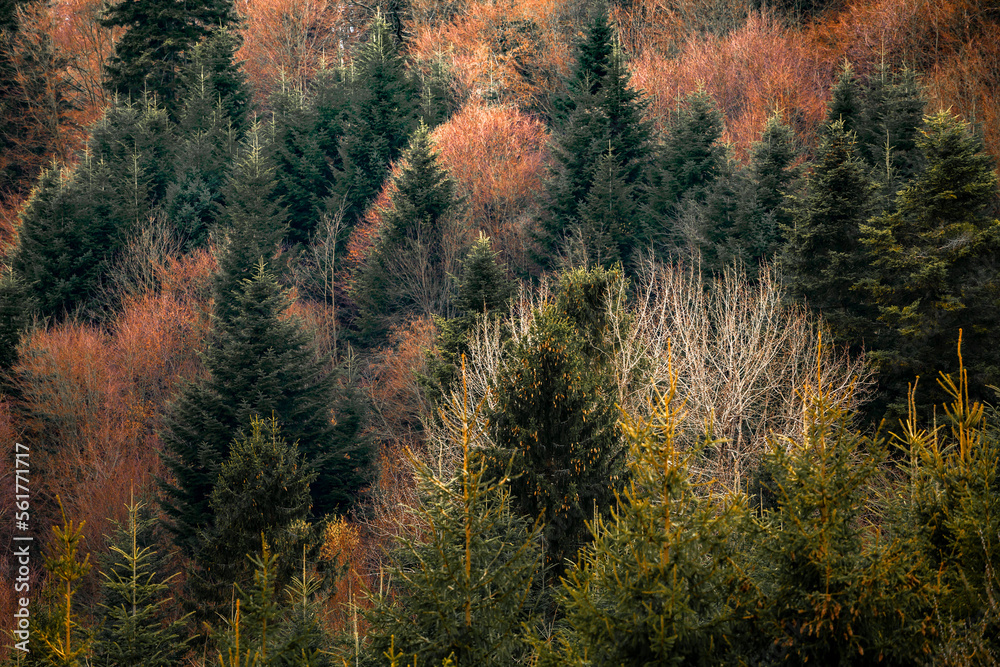 Colors in the mixed autumn forest
