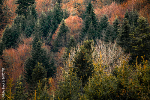 Obraz na płótnie Colors in the mixed autumn forest w salonie