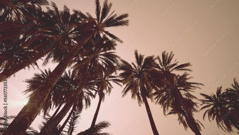 Underside of the coconuts tree with clear sky and shiny sun Underside of the coconuts tree with clear sky and shiny sun