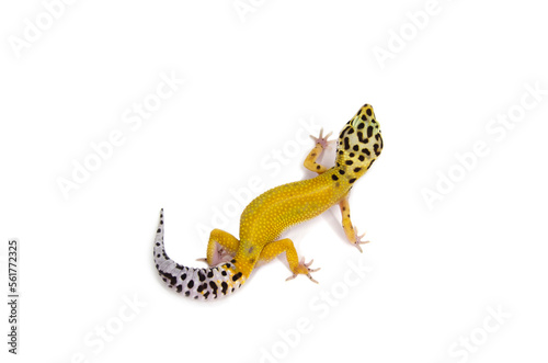 Leopard gecko white background