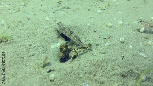 Breeding Marbled goby (Pomatoschistus marmoratus): The male guarding the nest has many reasons for concern (other fish and invertebrates). photo