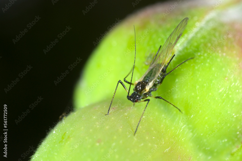 Extreme close up of the Rose aphid Macrosiphum rosae on rosebud. Winged female with offspring Extreme close up of the Rose aphid Macrosiphum rosae on rosebud. Winged female with offspring