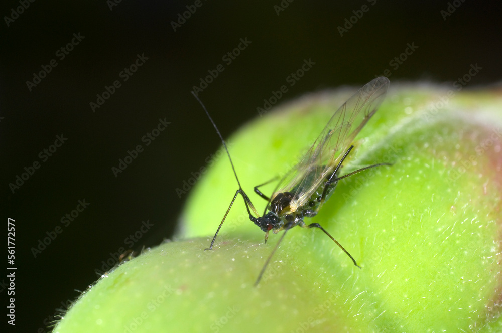 Extreme close up of the Rose aphid Macrosiphum rosae on rosebud. Winged female with offspring Extreme close up of the Rose aphid Macrosiphum rosae on rosebud. Winged female with offspring