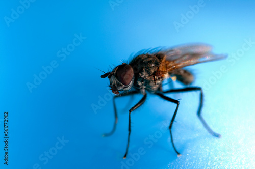 An extreme close up of a fly resting on a blue plastic paddling pool