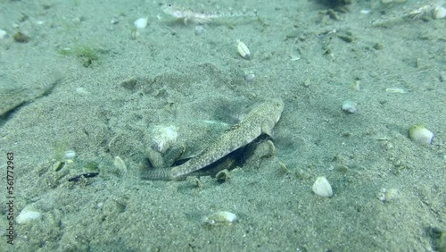 Breeding Marbled goby (Pomatoschistus marmoratus): the male guarding the nest demonstrates a threatening pose - strong body trembling. photo