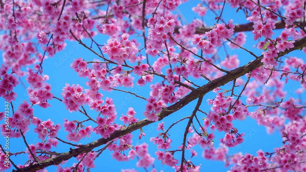 Beautiful Wild Himalayan, Cherry pink blossom Sakura flowers, or Prunus Cerasoides full bloom in the natural forest in high mountain area in winter of Northern Thailand. Beautiful Wild Himalayan, Cherry pink blossom Sakura flowers, or Prunus Cerasoides full bloom in the natural forest in high mountain area in winter of Northern Thailand.