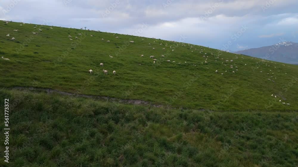 Aerial approach towards a sheep herd on a steep, lush hillside meadow Aerial approach towards a sheep herd on a steep, lush hillside meadow