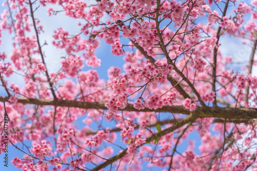 Beautiful Wild Himalayan, Cherry pink blossom Sakura flowers, or Prunus Cerasoides full bloom in the natural forest in high mountain area in winter of Northern Thailand.