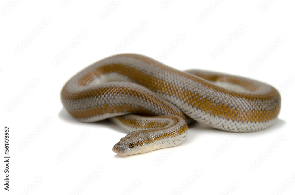 Desert rosy boa white background Desert rosy boa white background