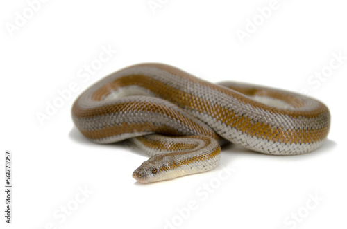 Desert rosy boa white background