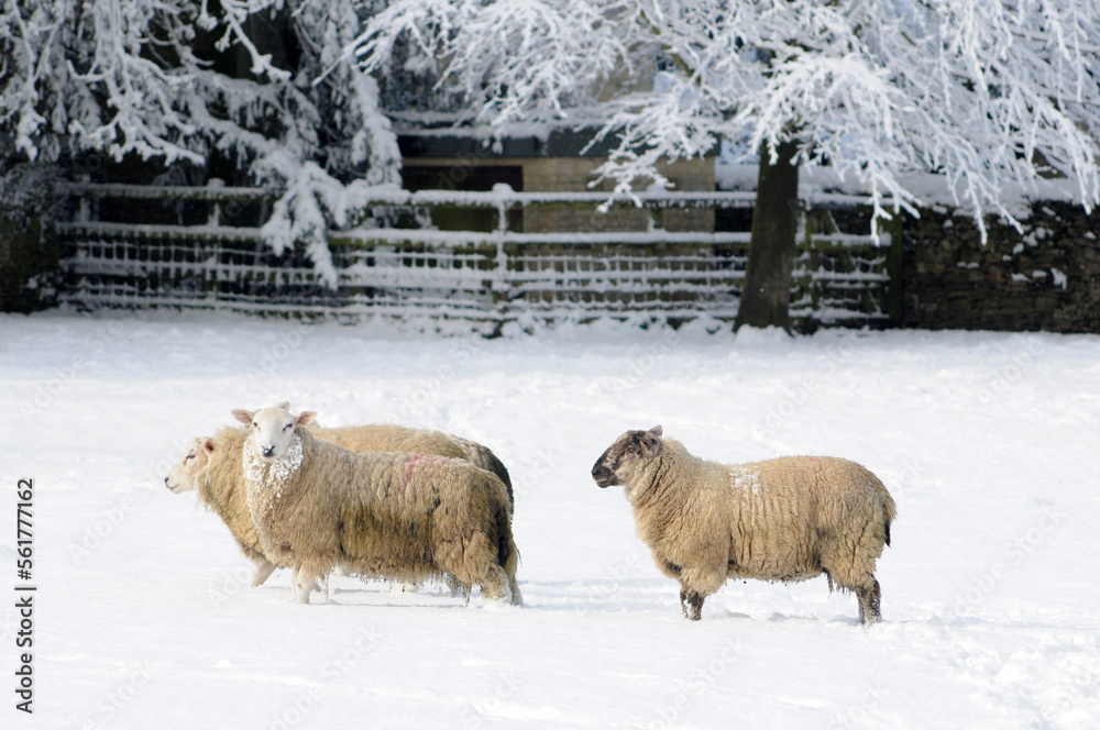 Naklejka premium Sheep in the snow, struggling to keep warm and find food. Their fleeces are covered in ice, but the sun is shining.
