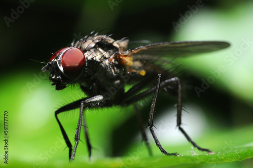 Macro photograph of a fly on a leaf from below © Wildwatertv