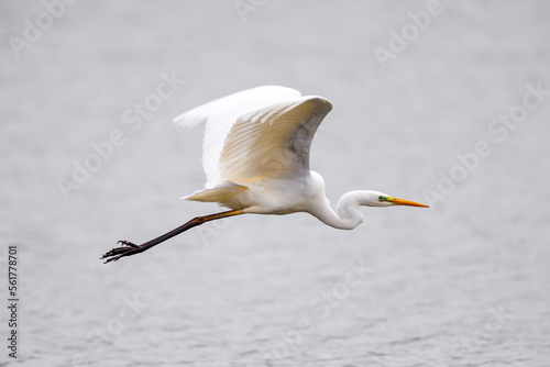 A great white egret at the flight  photo