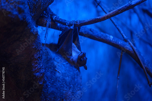 Valokuva Bat in captivity hanging from the brench in terrarium