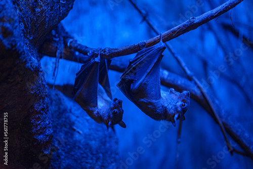 Valokuvatapetti Bats in the captivity hanging from the brench in terrarium