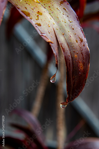 close up of water dripping of a plant