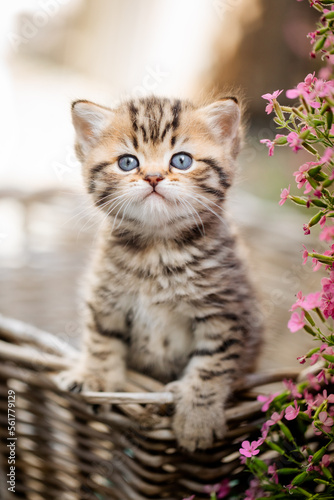 Katze im Frühling, Viva Mangenta