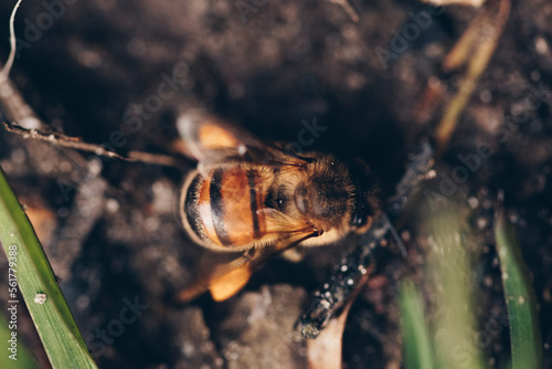 Top view of honeybee worker while searching pollen.