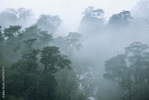 Fog lifts from the temperate rainforest in Pumalin Park, Patagonia, Chile. photo