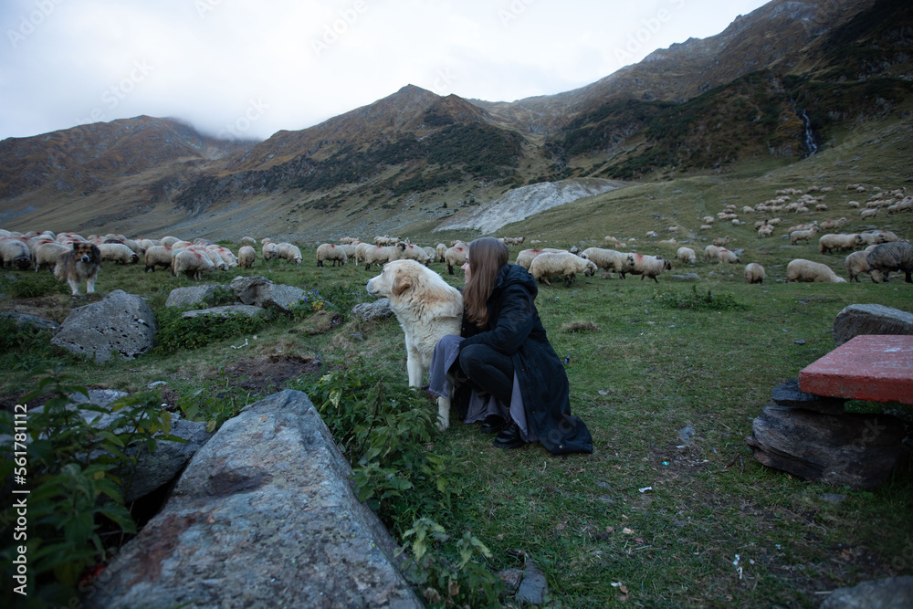 a girl with a big dog sit on the grass in the mountains and watch the sheep. a woman tourist with a shepherd dog herds sheep. evening