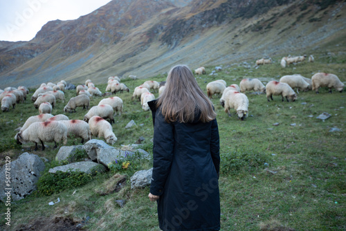a girl grazes sheep in the mountains in autumn. a tourist girl in a black jacket goes to the sheep on the background of rocks.