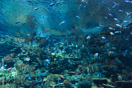 the salt water fish in the ocean or aquarium 18 Nov 2012