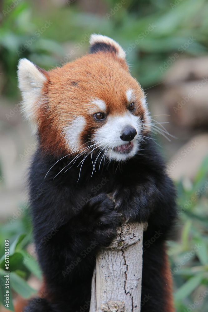 The Red Panda, Firefox or Lesser Panda 18 Nov 2012 The Red Panda, Firefox or Lesser Panda 18 Nov 2012