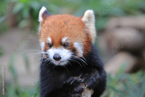 The Red Panda, Firefox or Lesser Panda 18 Nov 2012