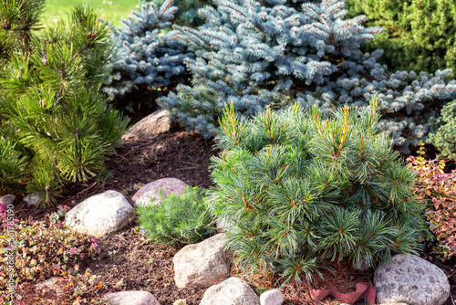 Obraz na płótnie Dwarf pine w salonie
