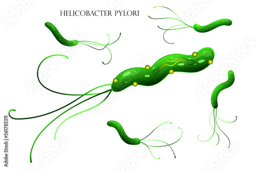 Helicobacter pylori bacterial cell structure illustration