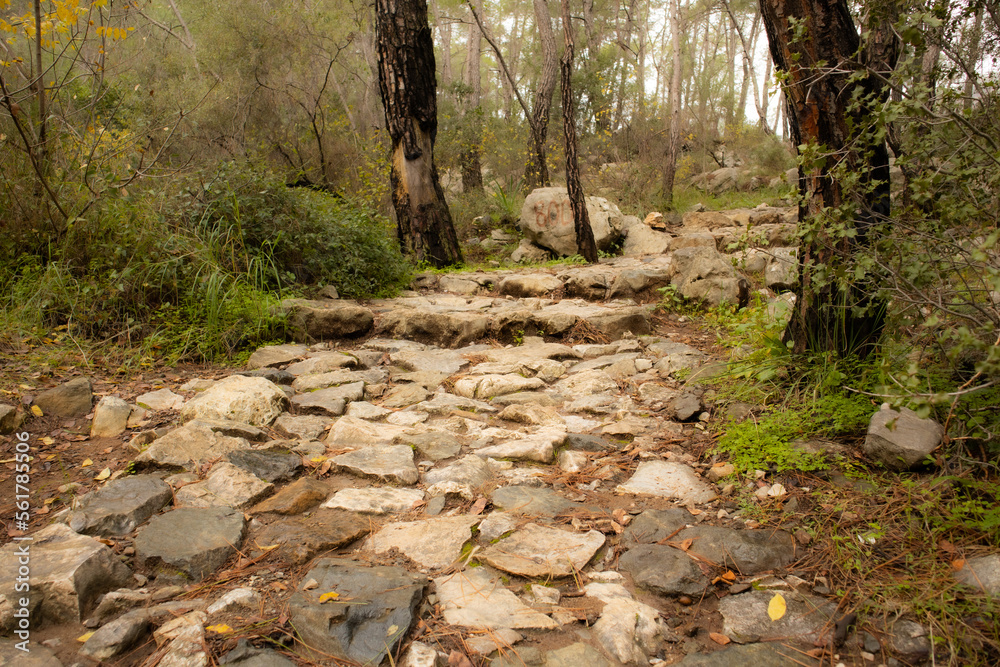 A stone road passing through the forest and leading uphill. A stone road passing through the forest and leading uphill.