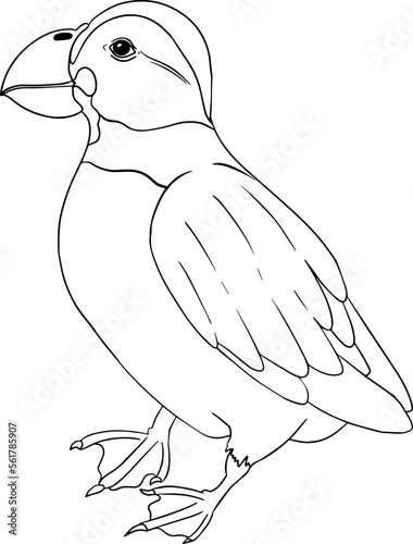 Puffin. Vector sketch of hand drawn bird. Linear animals art. 