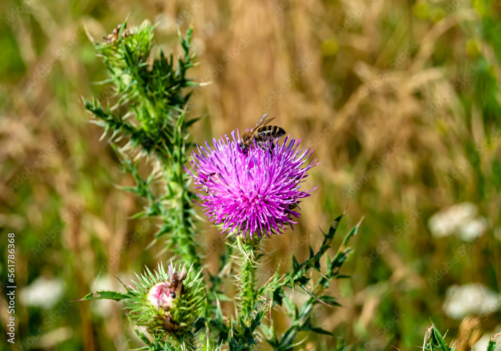 Beautiful wild flower winged bee on background foliage meadow Beautiful wild flower winged bee on background foliage meadow