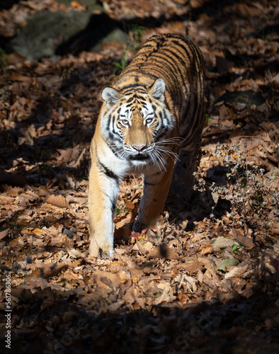 Tiger in the autumn Safari Park