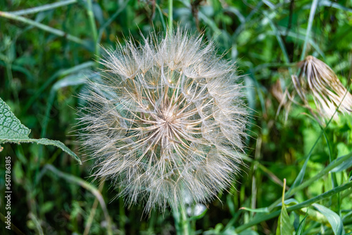 Beautiful wild growing flower seed dandelion on background meadow