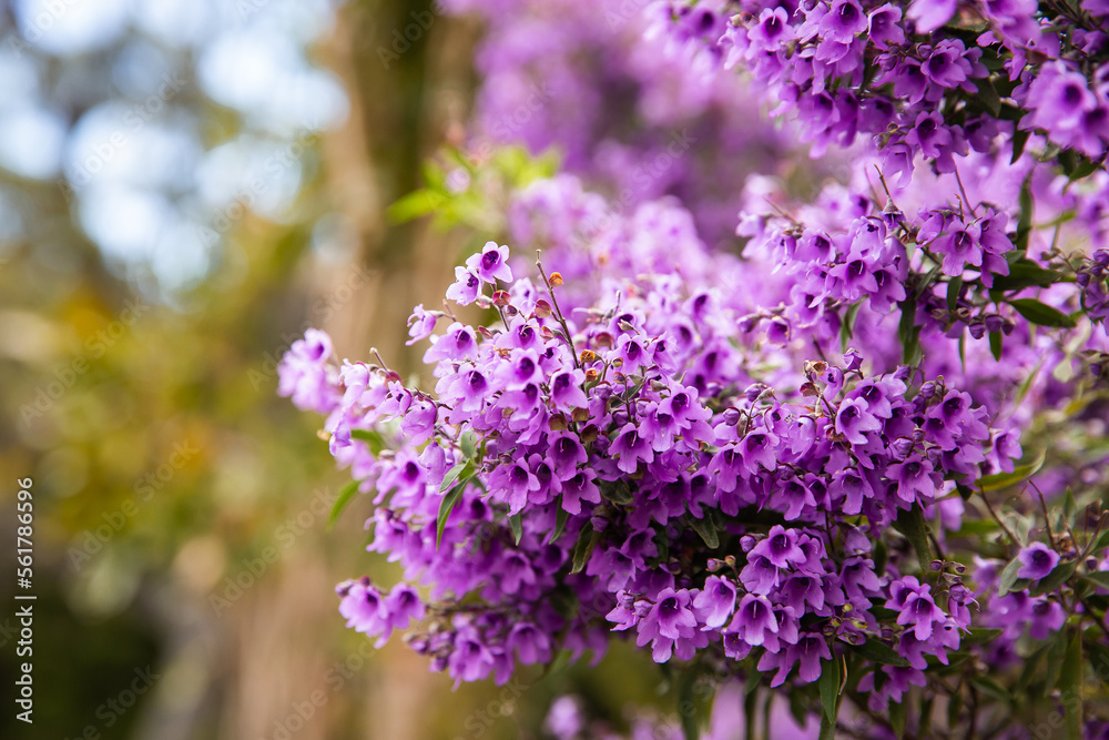 purple flowering plant, close up of flowers with blurry background purple flowering plant, close up of flowers with blurry background