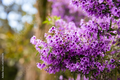 purple flowering plant, close up of flowers with blurry background photo