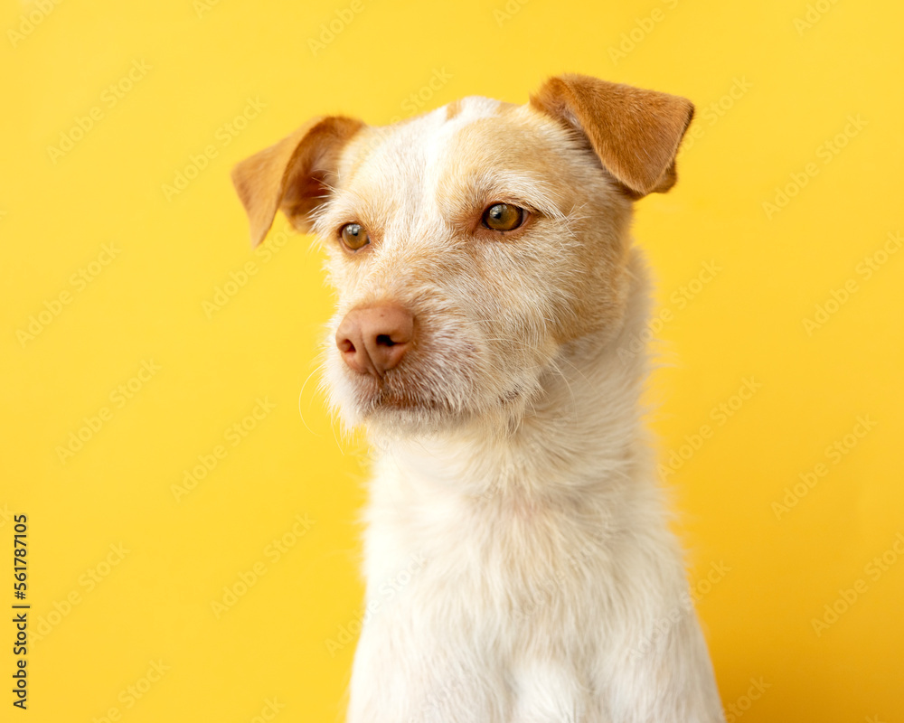 Portrait of a dog breed podenco on a yellow background. dog looking down a little sad Portrait of a dog breed podenco on a yellow background. dog looking down a little sad