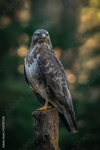 A beautiful Common Buzzard (Buteo buteo) sitting on a branch post at a pasture looking for prey. Noord Brabant in the Netherlands. 
