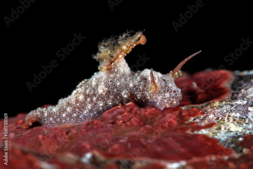 Nudibranch (sea slug) - Aegires sp. Underwater macro world of Tulamben, Bali, Indonesia. photo