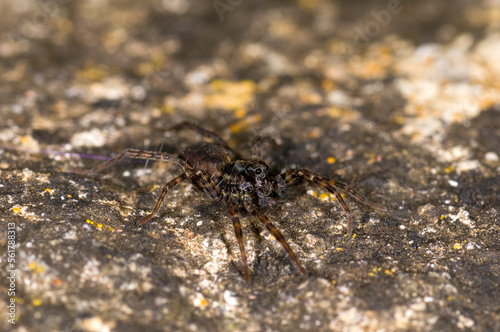 a wolf spider Pardosa Amentata, in a garden in the UK