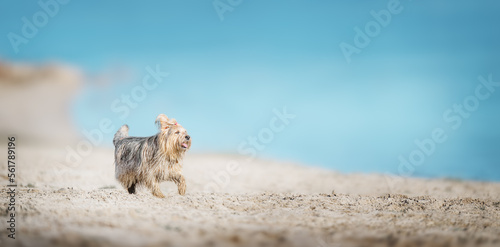 Funny and cheerful dog is walking on the beach.