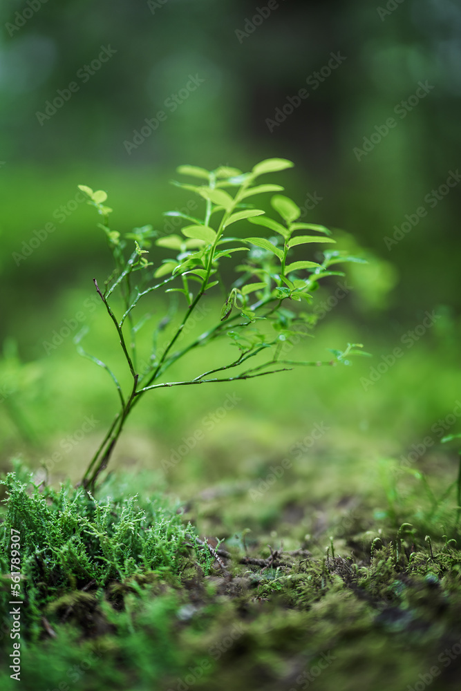 Wild Blueberries, Vaccinium myrtillus growing in a lush and summery boreal forest of Ukraine