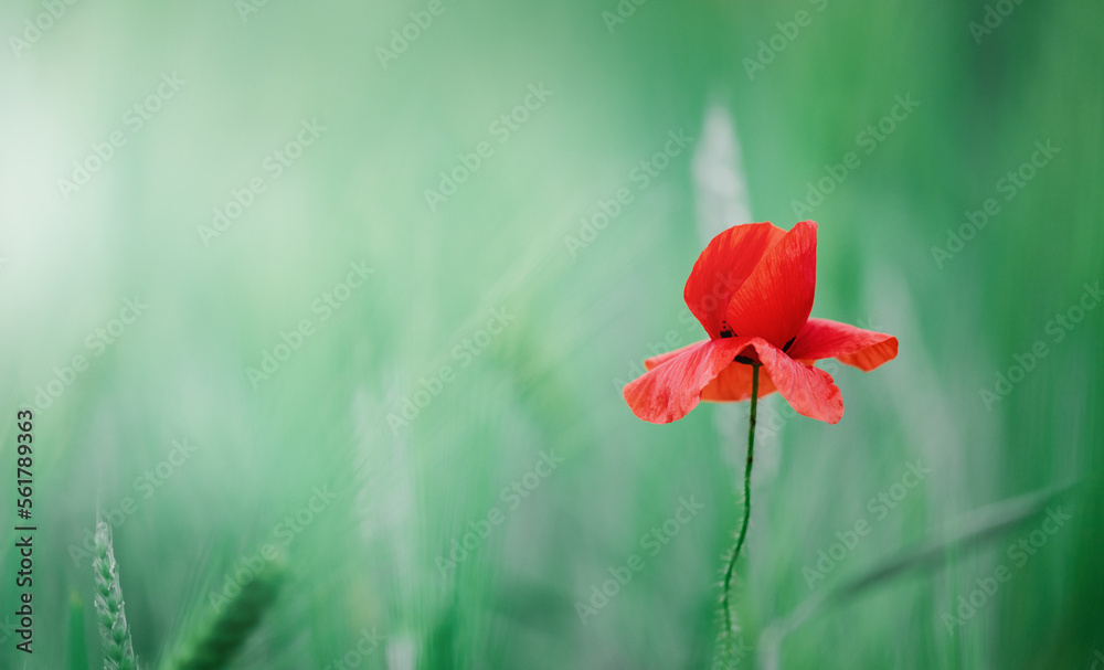 Fototapeta premium bright red poppy flower on green nature background
