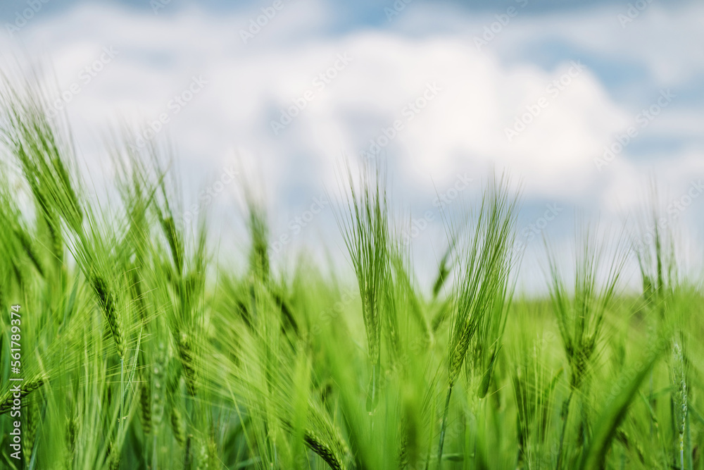Green wheat field on the background of the sky with clouds